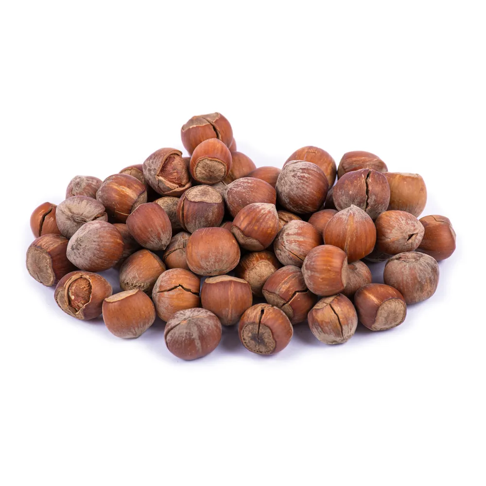 raw-hazelnuts-in-shell-barjil142-1